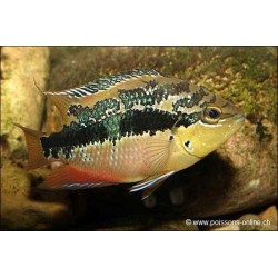 Cichlid Salvini - Cichlasoma Salvini