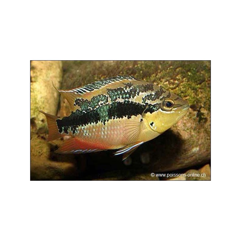 Salvinis Buntbarsch - Cichlasoma Salvini