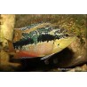 Cichlid Salvini - Cichlasoma Salvini