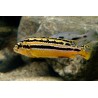 Cichlid A Turchese D'Oro - Melanochromis Auratus