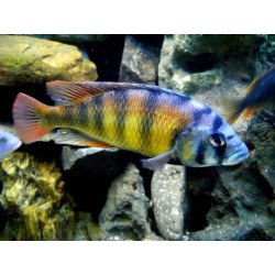 Buntbarsch Ch 44 - Haplochromis Ch 44