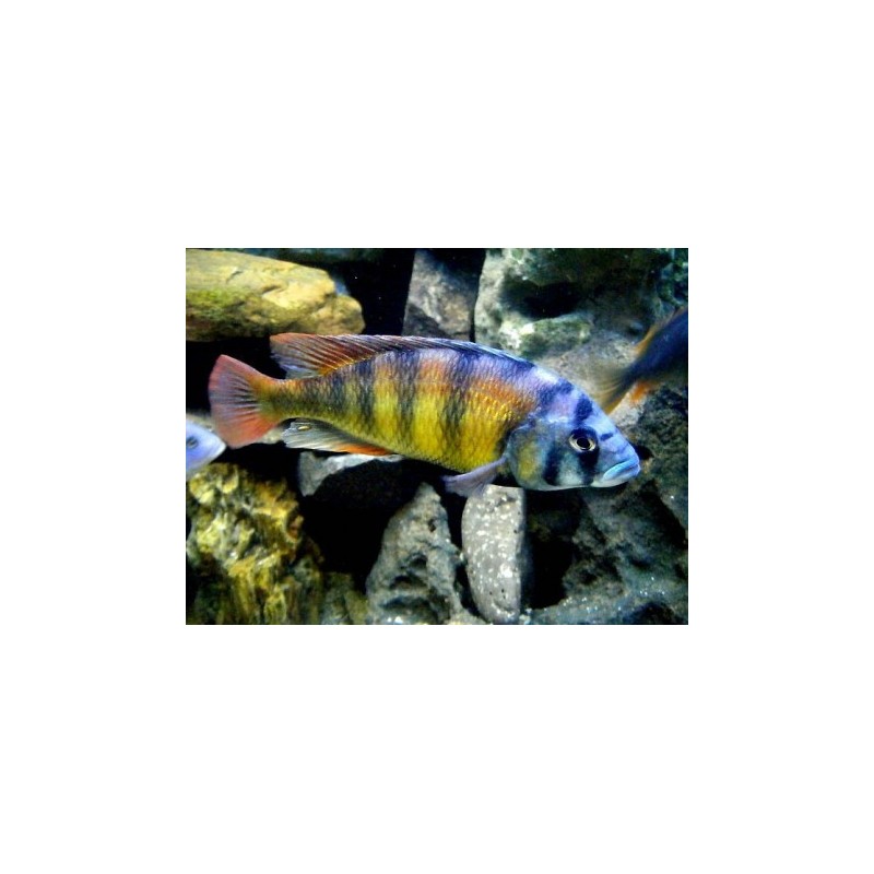 Clichlidé Du Lac Victoria Ch 44 - Haplochromis Ch 44