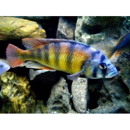 Buntbarsch Ch 44 - Haplochromis Ch 44