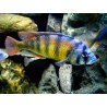 Buntbarsch Ch 44 - Haplochromis Ch 44