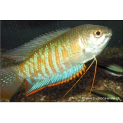 Gestreifter Fadenfisch - Colisa Fasciata
