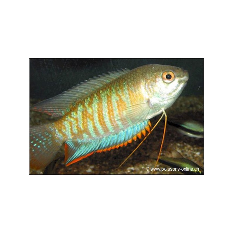 Giro Spesso - Colisa Fasciata