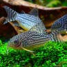 Gelbflossenpanzerwels - Corydoras Sterbai