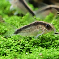 Stromlinien Panzerwels - Corydoras Arcuatus