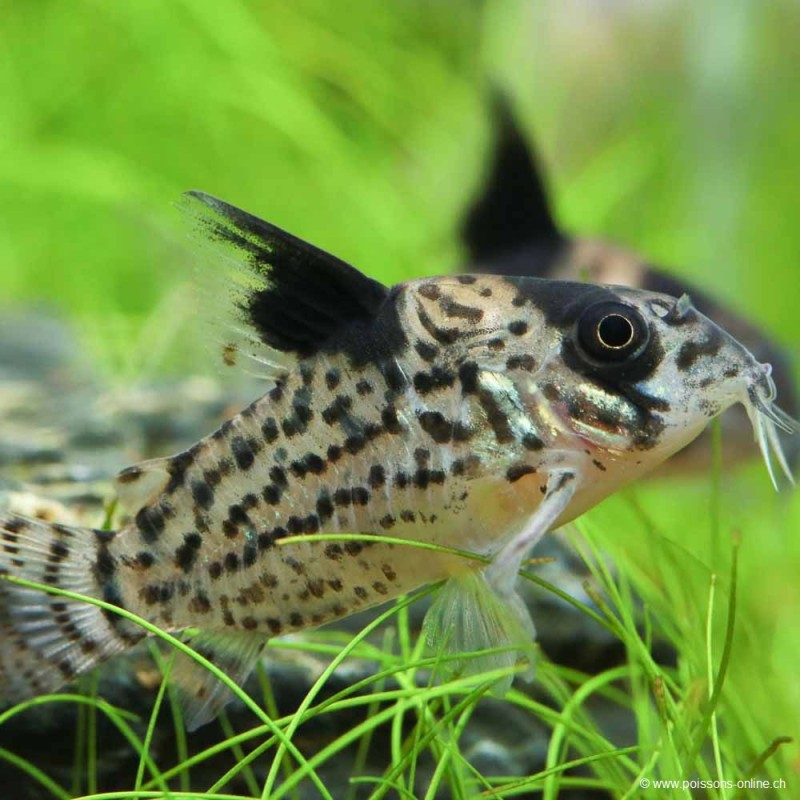 Corydoras Leucomelas - Corydoras Leucomelas