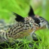 Corydoras Leucomelas - Corydoras Leucomelas
