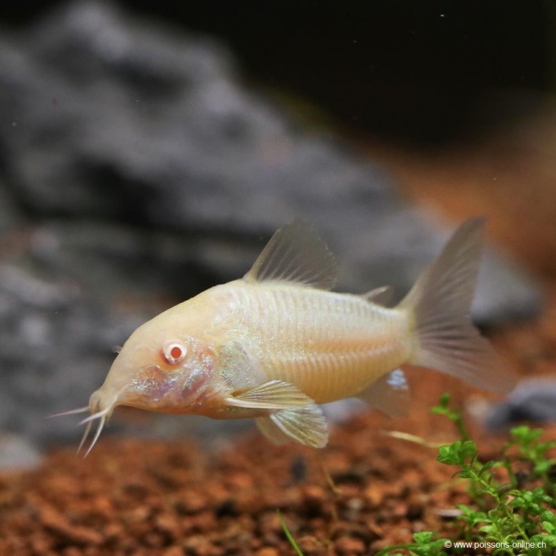 Albinos Metall Panzerwels - Corydoras Aeneus Albinos
