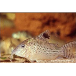 Punktierter Panzerwels - Corydoras Punctatus