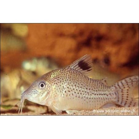 Punktierter Panzerwels - Corydoras Punctatus
