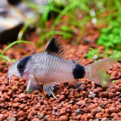 Pandapanzerwels - Corydoras Panda