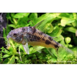 Marmorpanzerwels - Corydoras Paleatus