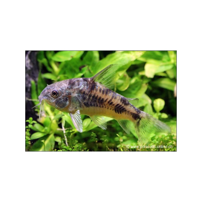Marmorpanzerwels - Corydoras Paleatus