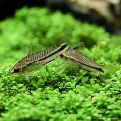 Zwergpanzerwels - Corydoras Pygmaeus