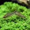 Zwergpanzerwels - Corydoras Pygmaeus
