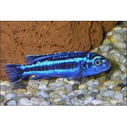 Stahlblauer Mailbrüter - Melanochromis Cyaneorhabdos