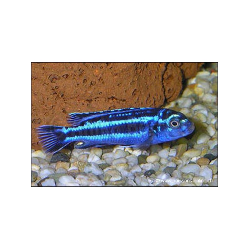 Stahlblauer Mailbrüter - Melanochromis Cyaneorhabdos