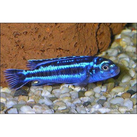 Stahlblauer Mailbrüter - Melanochromis Cyaneorhabdos
