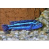Stahlblauer Mailbrüter - Melanochromis Cyaneorhabdos