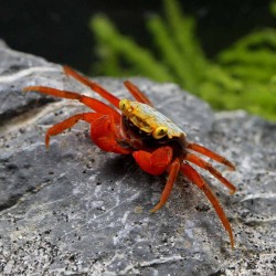 Krabbe Rouxi - Geosesarma Sp. Rouxi