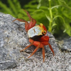 Krabbe Rouxi - Geosesarma Sp. Rouxi