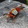 Krabbe Rouxi - Geosesarma Sp. Rouxi