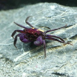 Vampirkrabbe Halloween - Geosesarma Quadratus