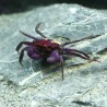 Vampirkrabbe Halloween - Geosesarma Quadratus