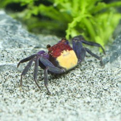 Vampirkrabbe Halloween - Geosesarma Quadratus