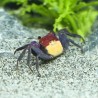 Crabe Vampire Halloween - Geosesarma Quadratus