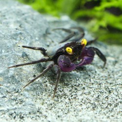 Vampirkrabbe Lila - Geosesarma Bogorensis