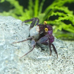 Vampirkrabbe Lila - Geosesarma Bogorensis