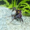 Vampirkrabbe Lila - Geosesarma Bogorensis