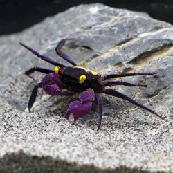 Vampirkrabbe Lila Gelb - Geosesarma Dennerle