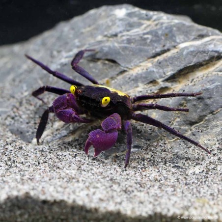 Granchio Di Vampiro Viola Giallo - Geosesarma Dennerle