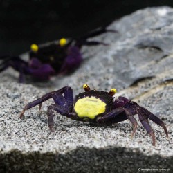 Vampirkrabbe Lila Gelb - Geosesarma Dennerle