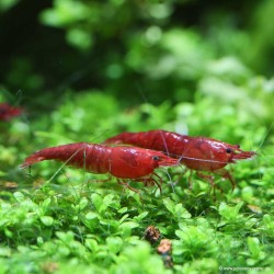 Garnele Bloody Mary - Neocaridina Davidi (Heteropoda)