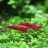 Garnele Bloody Mary - Neocaridina Davidi (Heteropoda)