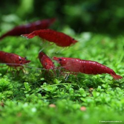 Garnele Bloody Mary - Neocaridina Davidi (Heteropoda)