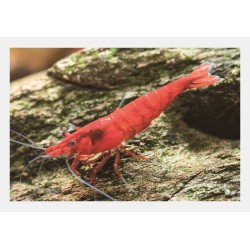 Garnele Bloody Mary - Neocaridina Davidi (Heteropoda)