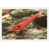 Garnele Bloody Mary - Neocaridina Davidi (Heteropoda)