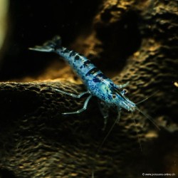 Blue Zebra Garnele - Neocaridina Davidi (Heteropoda)
