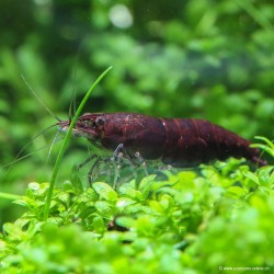 Schokolade Garnele - Neocaridina Davidi (Heteropoda)