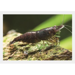 Schokolade Garnele - Neocaridina Davidi (Heteropoda)