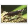 Schokolade Garnele - Neocaridina Davidi (Heteropoda)