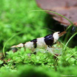 Crystalschwarze Bienengarnele - Caridina Cantonensis