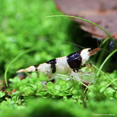 Crystalschwarze Bienengarnele - Caridina Cantonensis